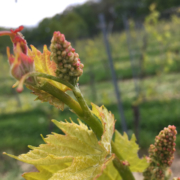 Weingut Schloss Proschwitz