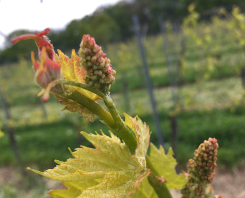 Weingut Schloss Proschwitz
