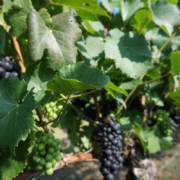 Weingut Schloss Proschwitz