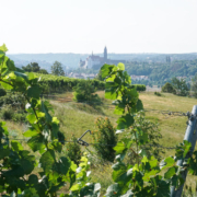 Weingut Schloss Proschwitz