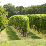 Weingut Schloss Proschwitz
