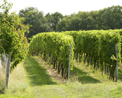 Weingut Schloss Proschwitz