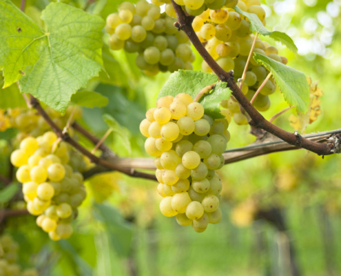 Weingut Schloss Proschwitz